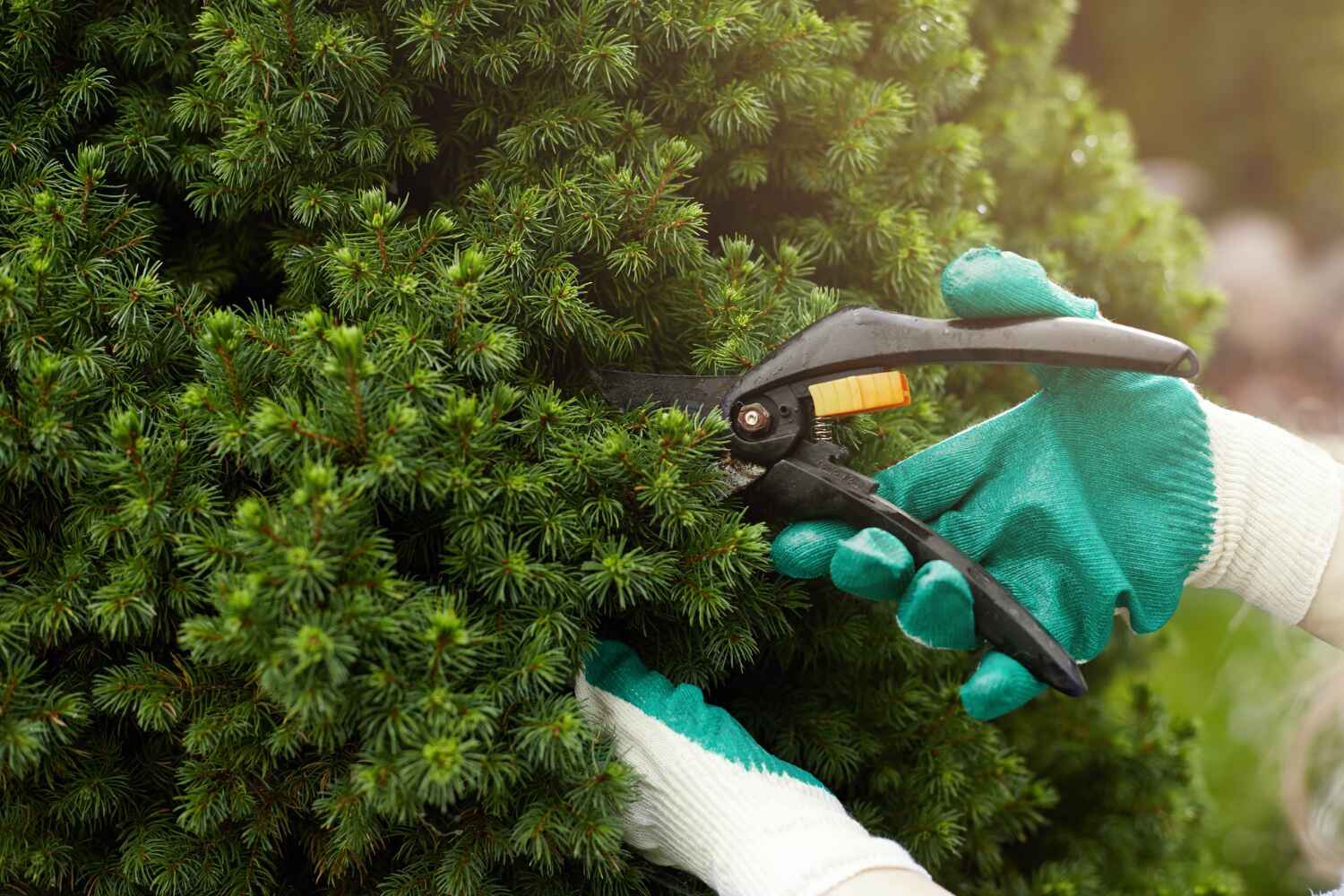 Best Affordable Tree Service  in Clare, MI